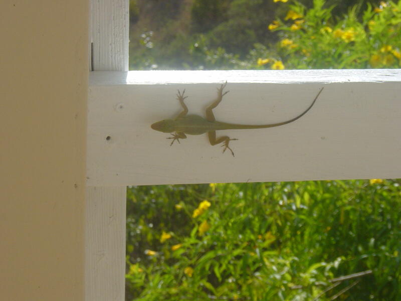 Photo 43