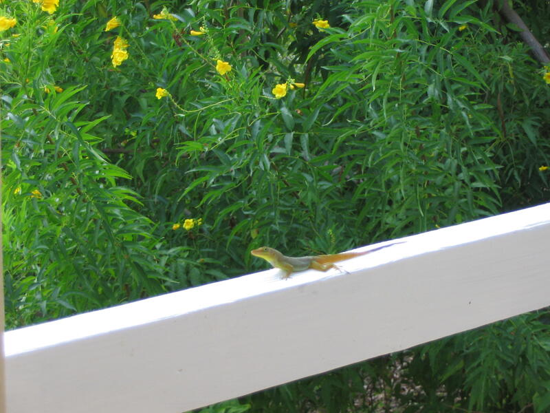 Photo 43